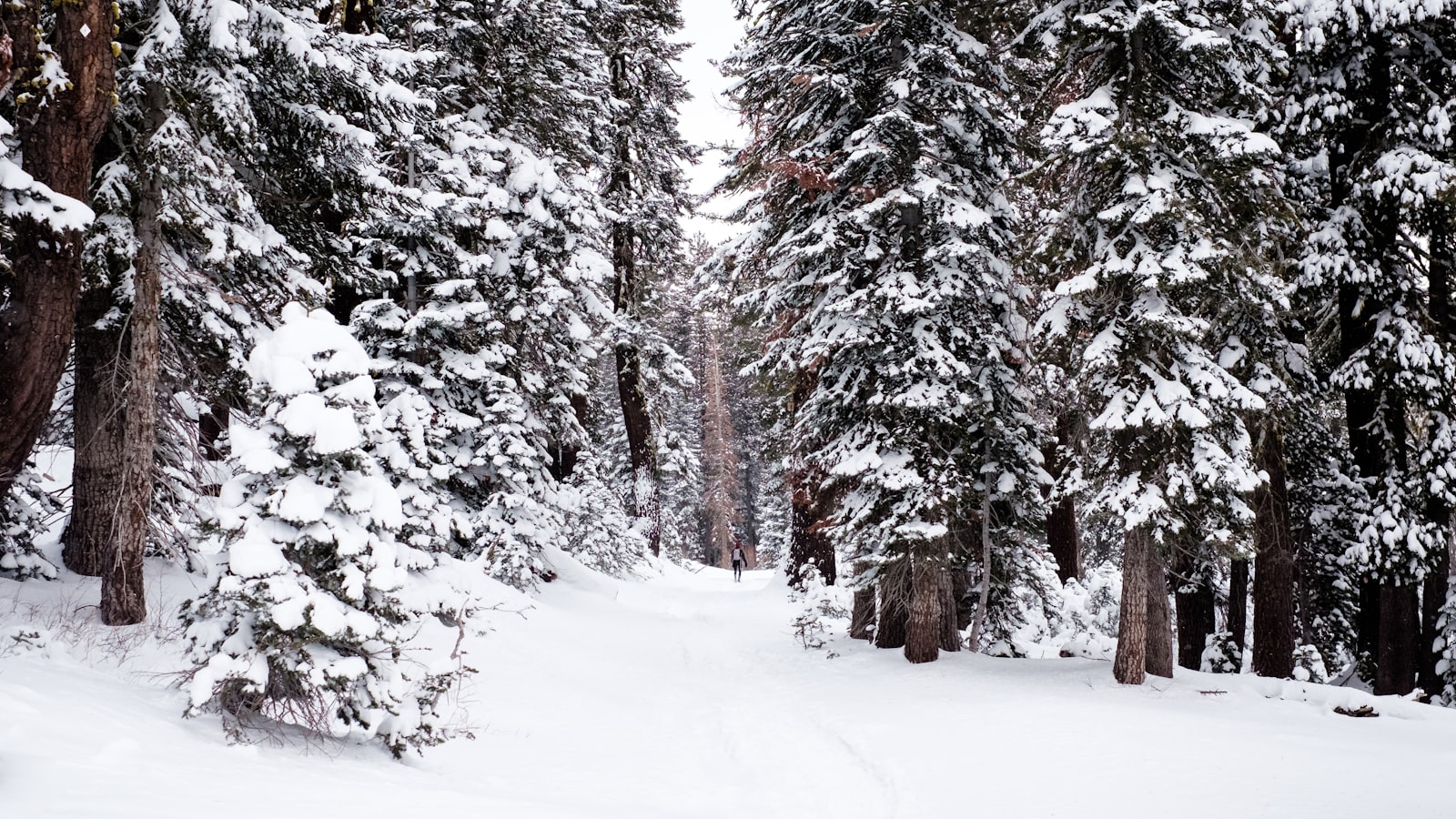 A snowy forest path, completely silent